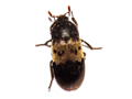 Dermestes lardarius
